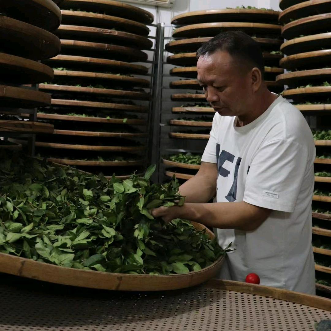 做二十多年铁观音茶农