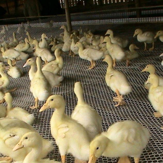 禽类饮水精品屋