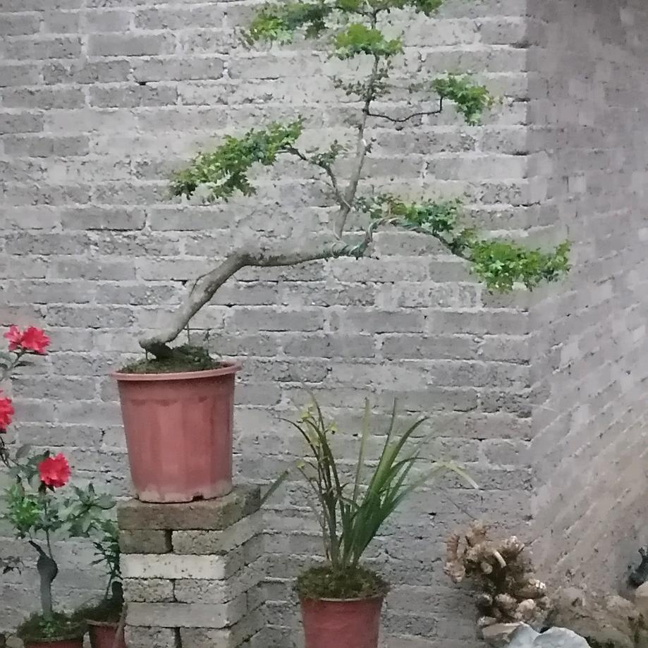 雄鹰盆景园艺