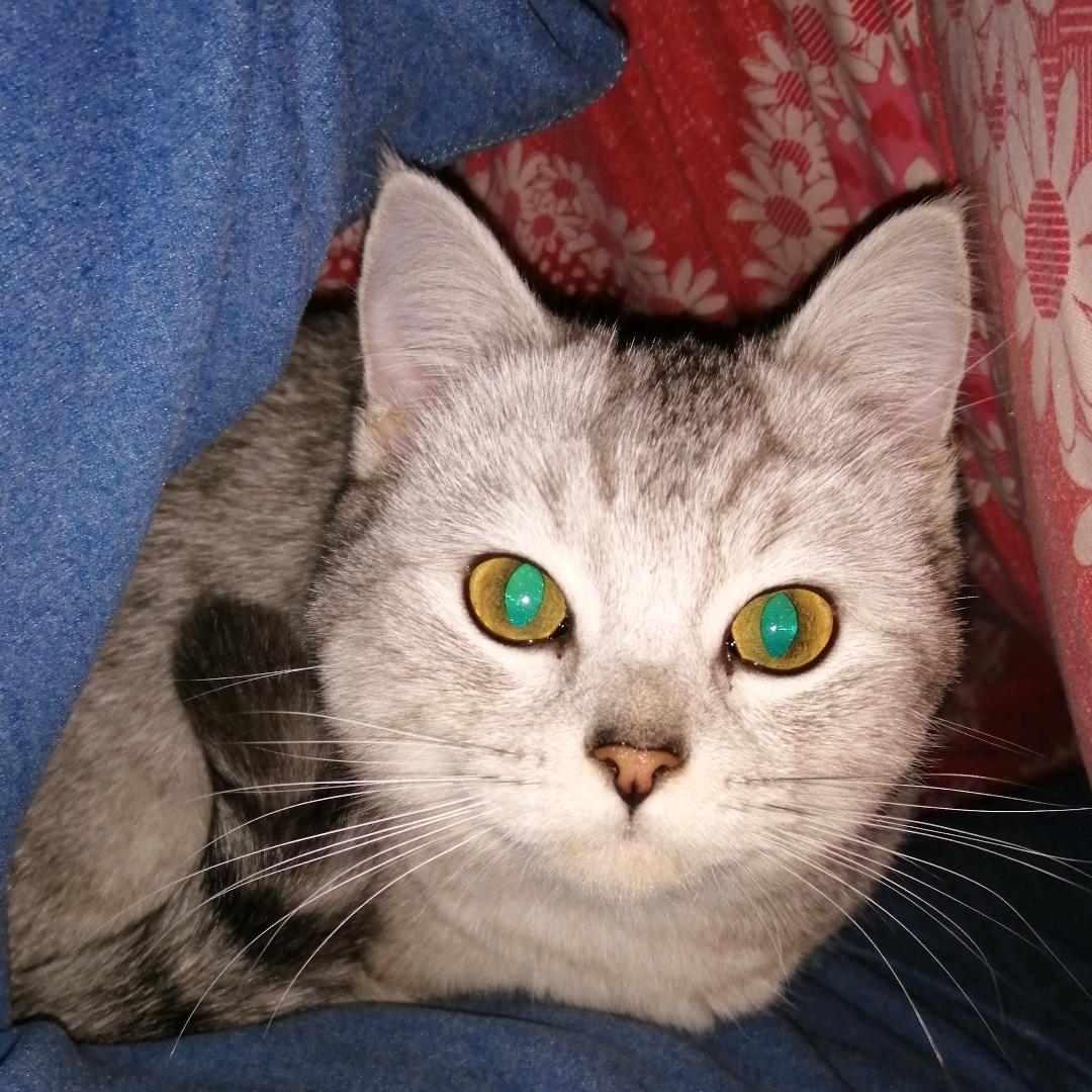 申文与他家主子们