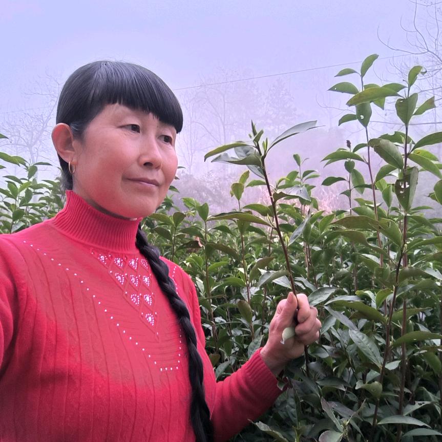 来琪茶叶