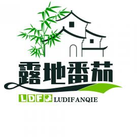 露地西红柿