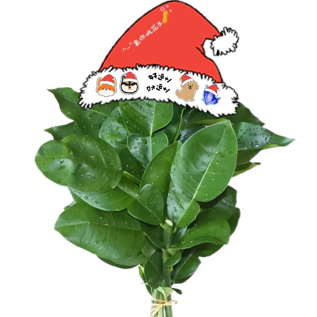 ^-^氢你吃花生🥜