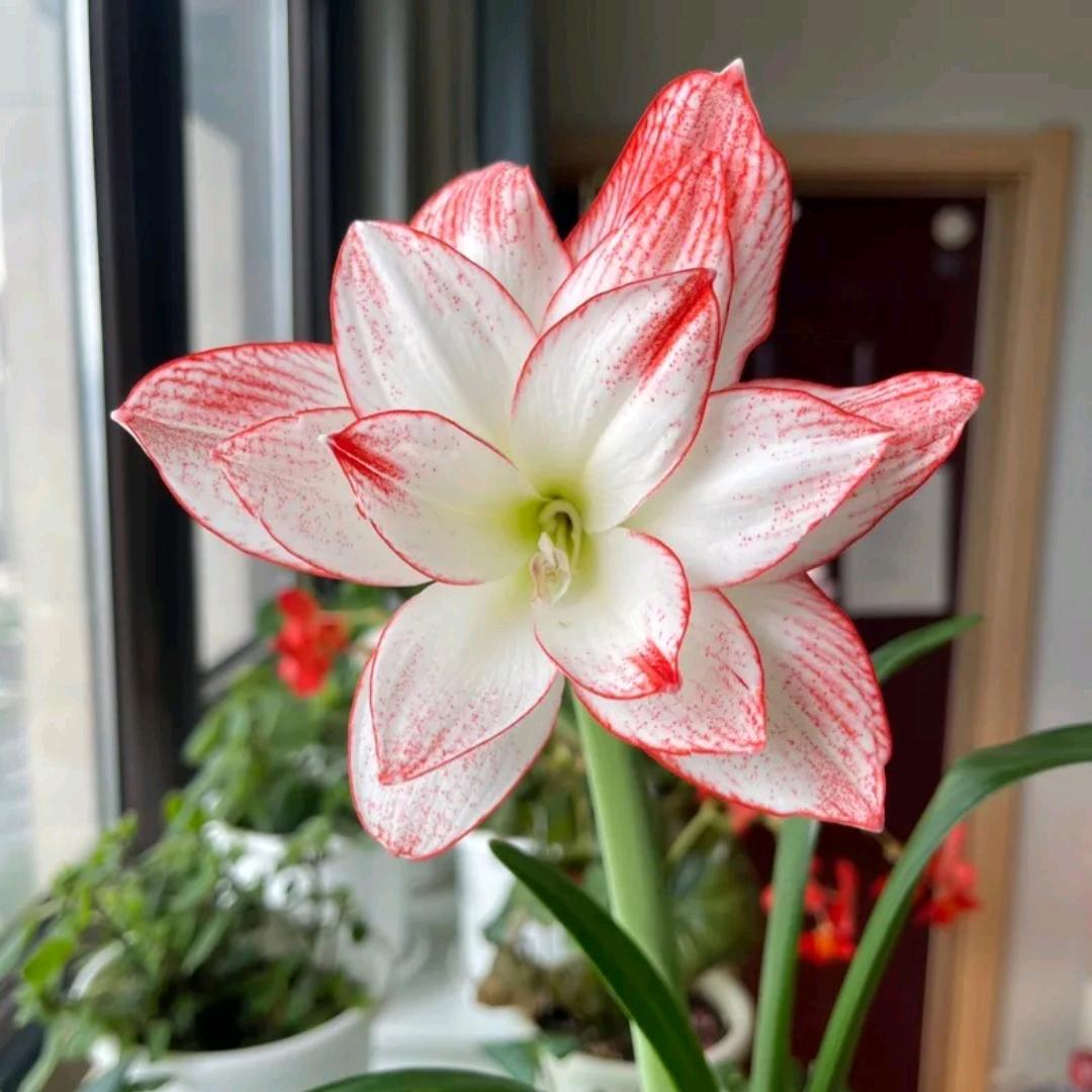 南漳芊朵园艺店