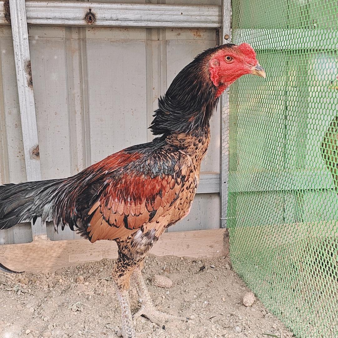 杨阳☞斗鸡养殖场（有关必回）