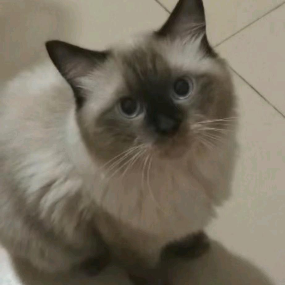 💕黄🎀幸福招财猫🙏