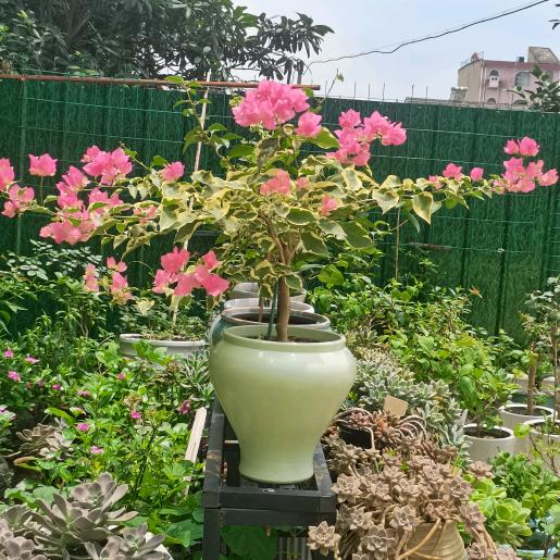 落花有意