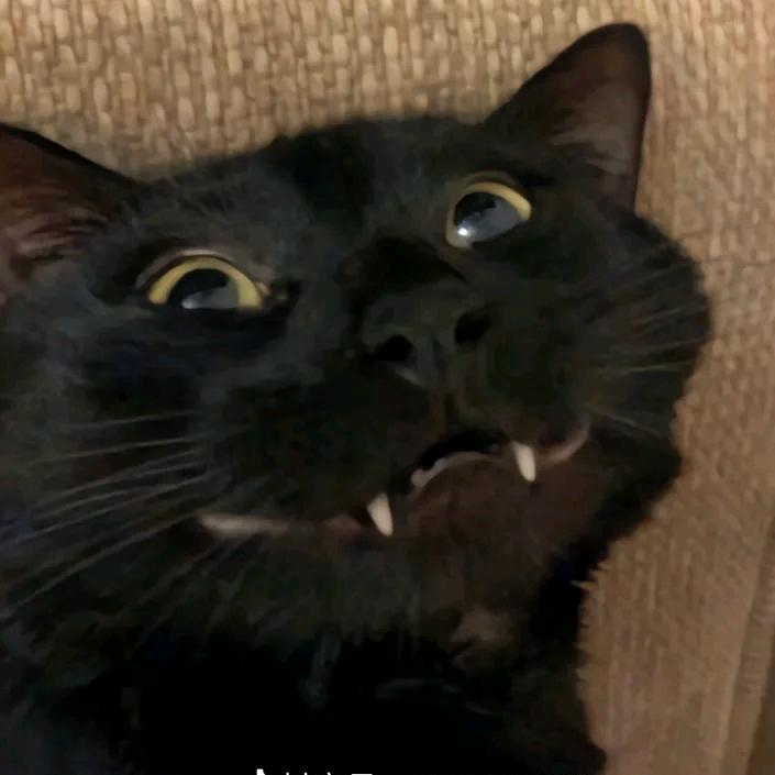 黑猫 暗区突围
