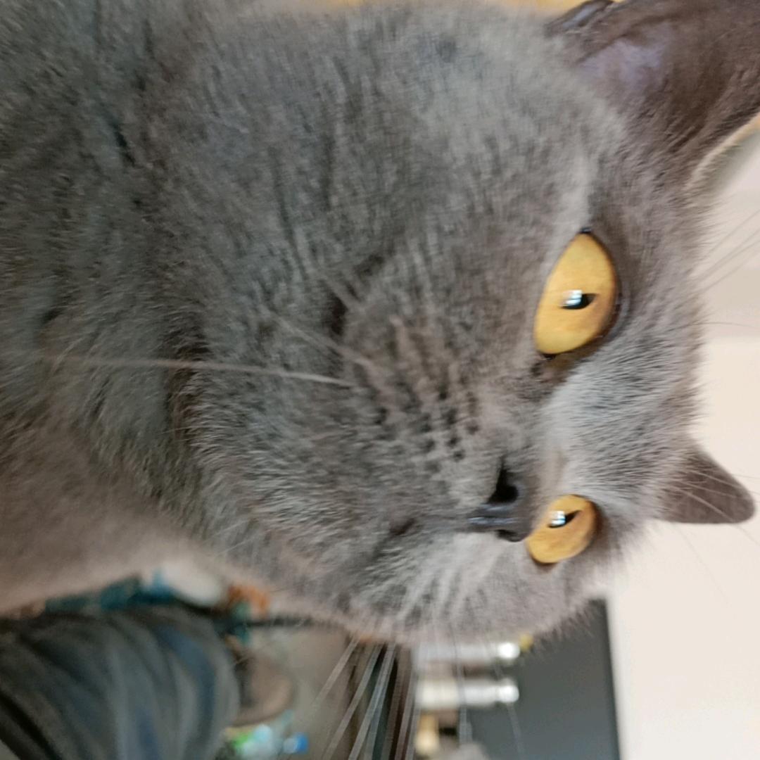 诚信