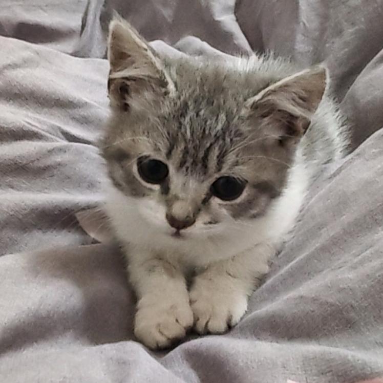 宇智波哈基米（互关秒关）