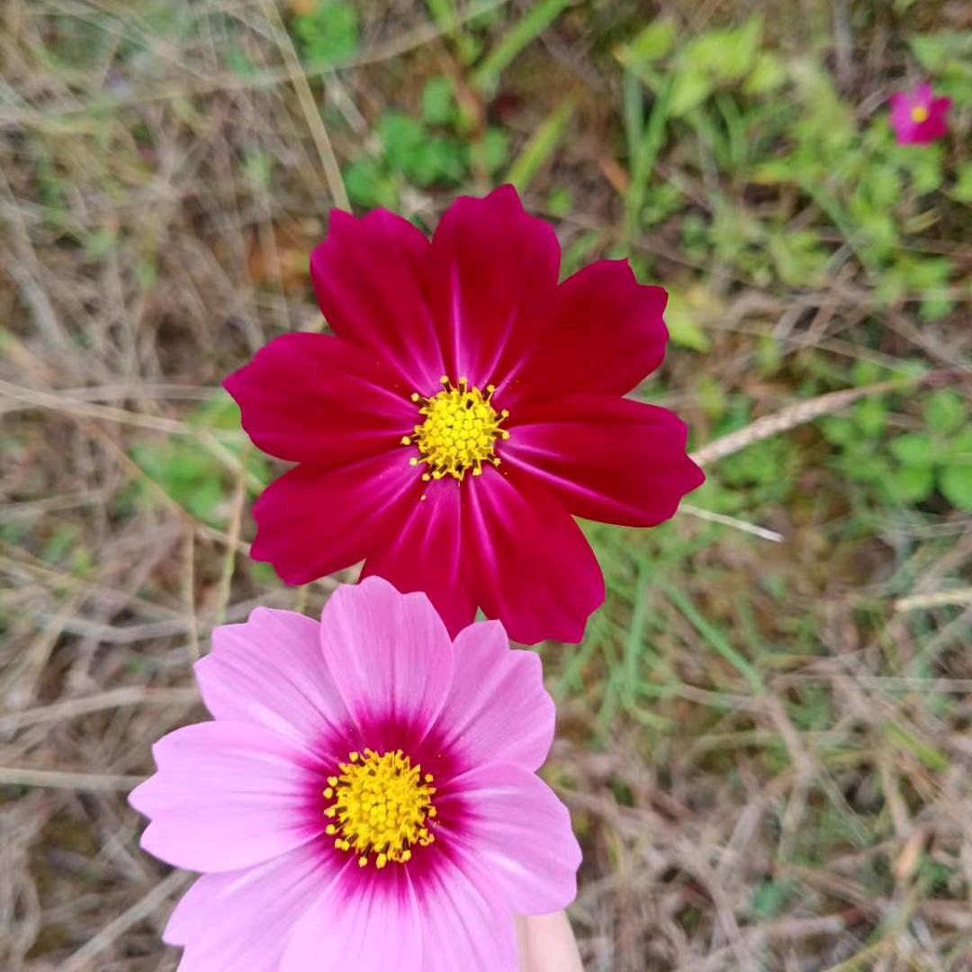 北市新悦钢材*模板