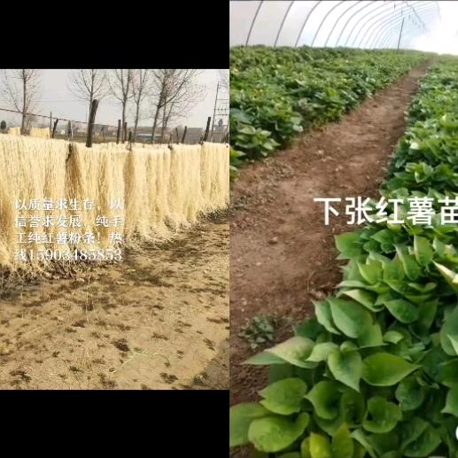 纯红薯粉条、粉面、红薯苗