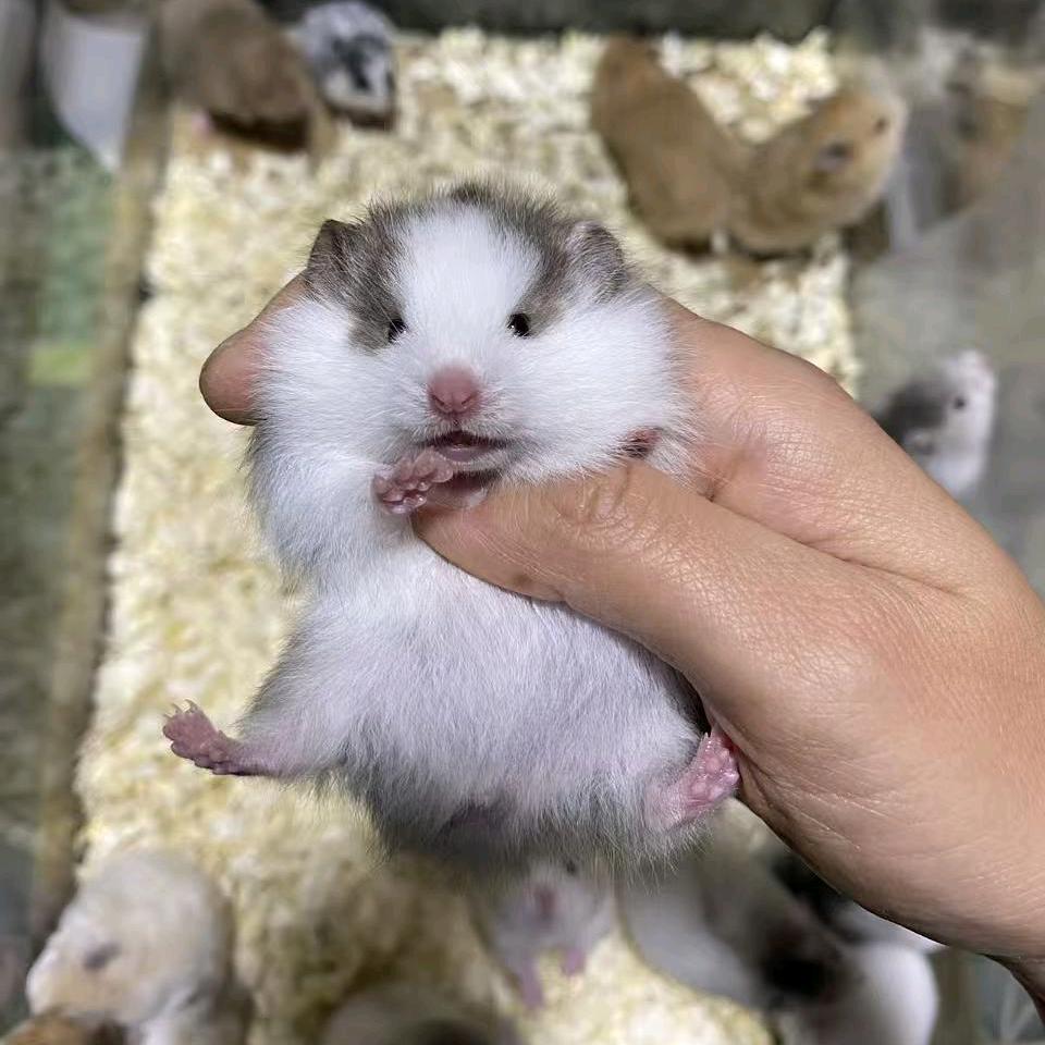 慕慕熊舍（蹲熊看顶置）