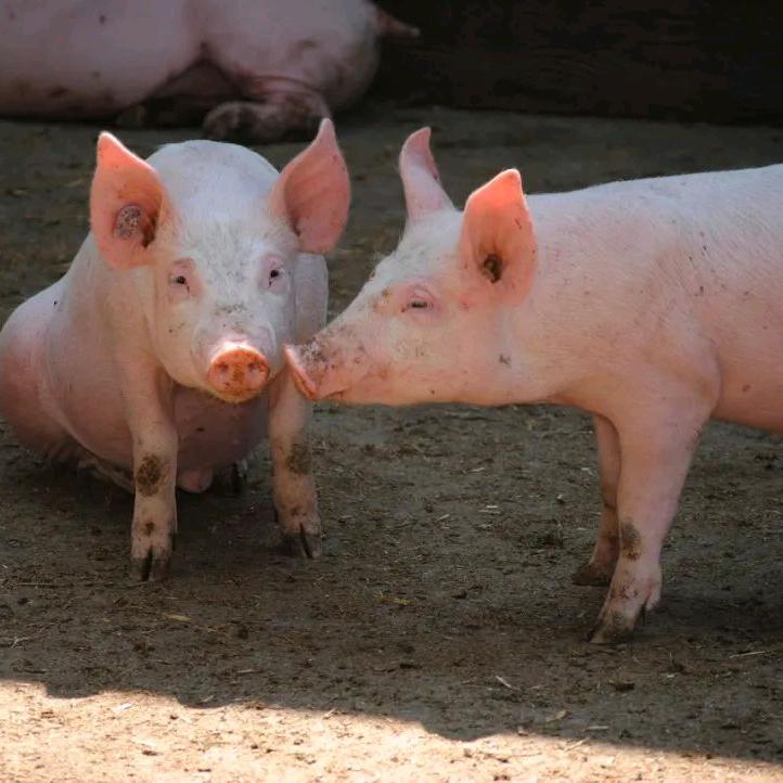 新赛维畜牧用品店