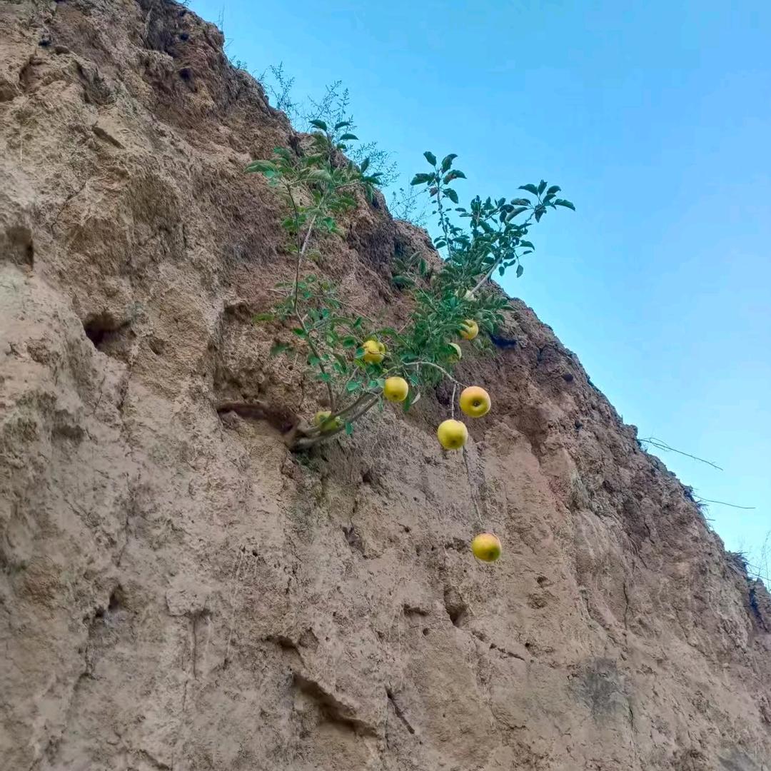 我的兄弟是富贵