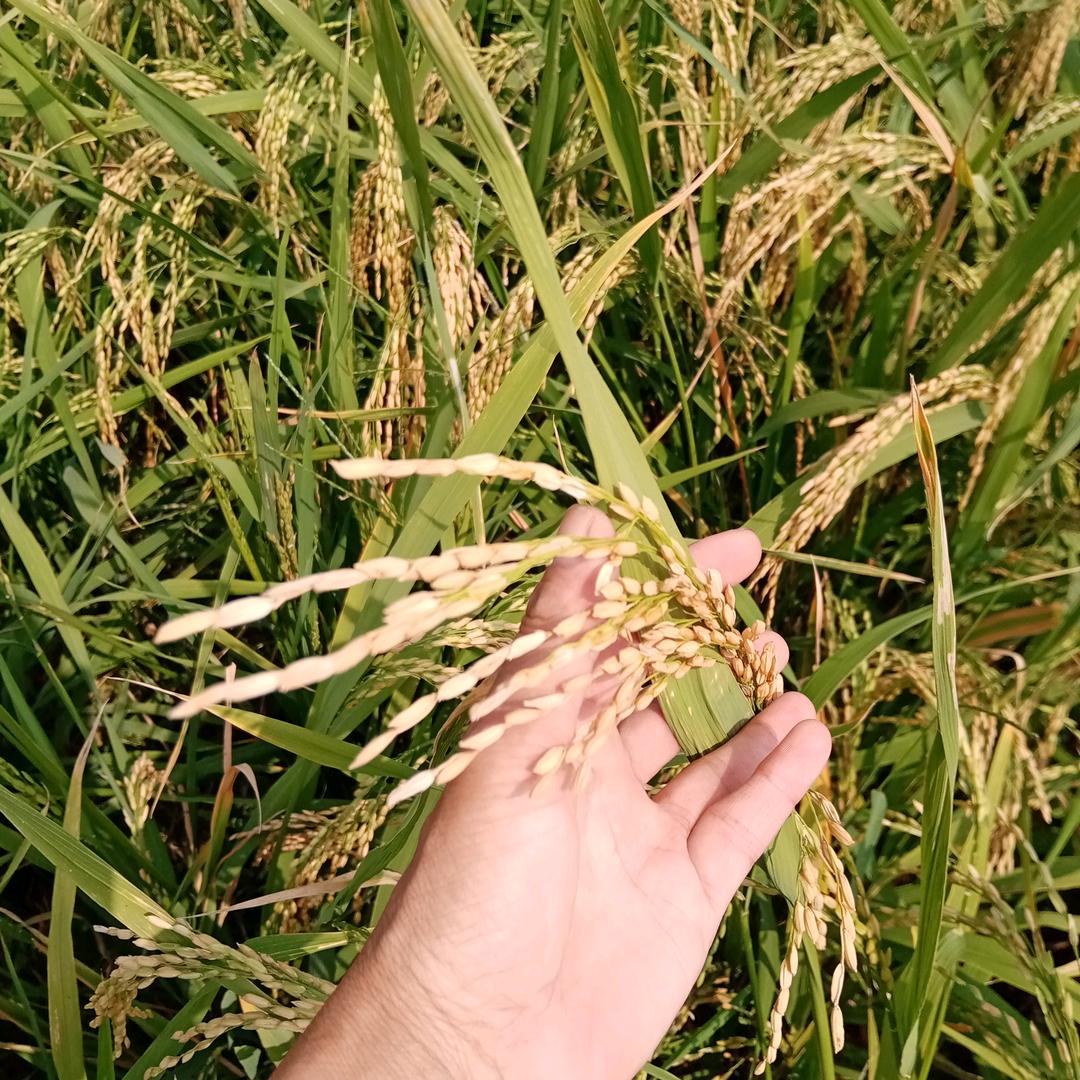 🍅🍅雅涵梦晓🍊🍊