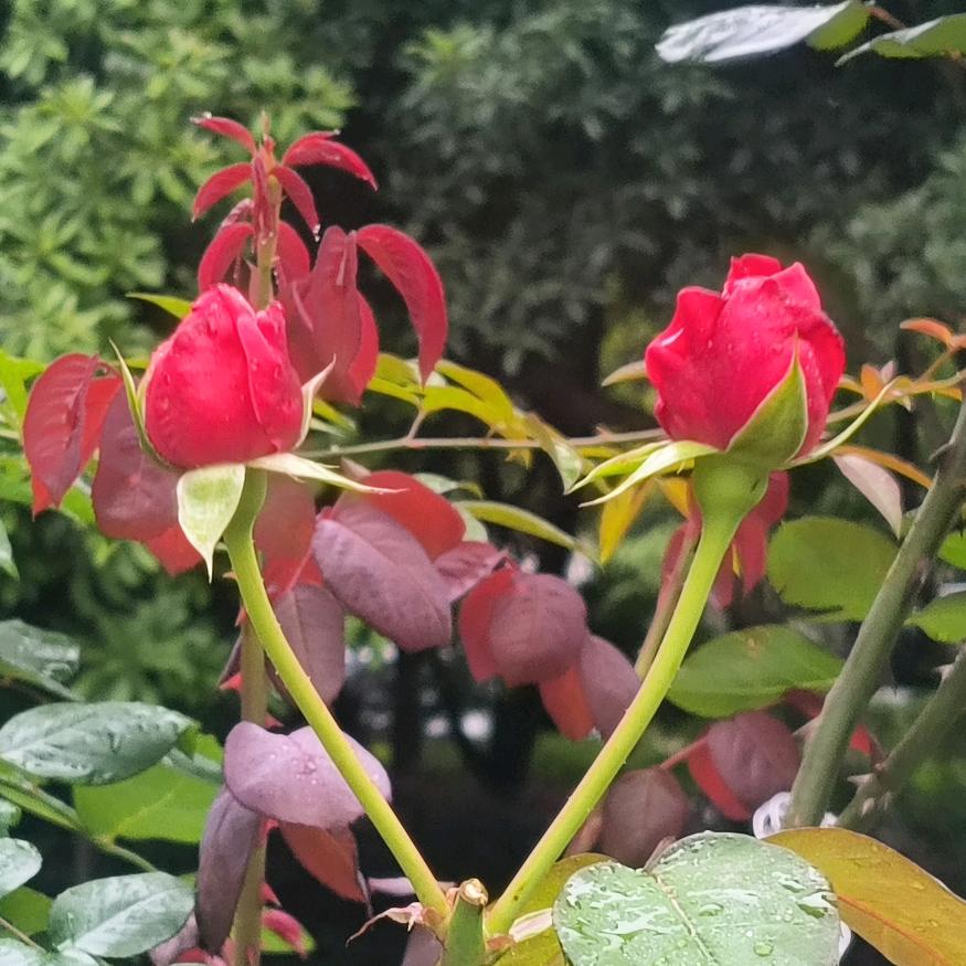 盛夏