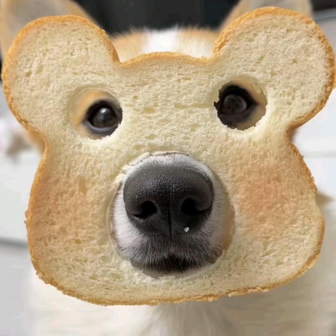 樱桃小丸犊子