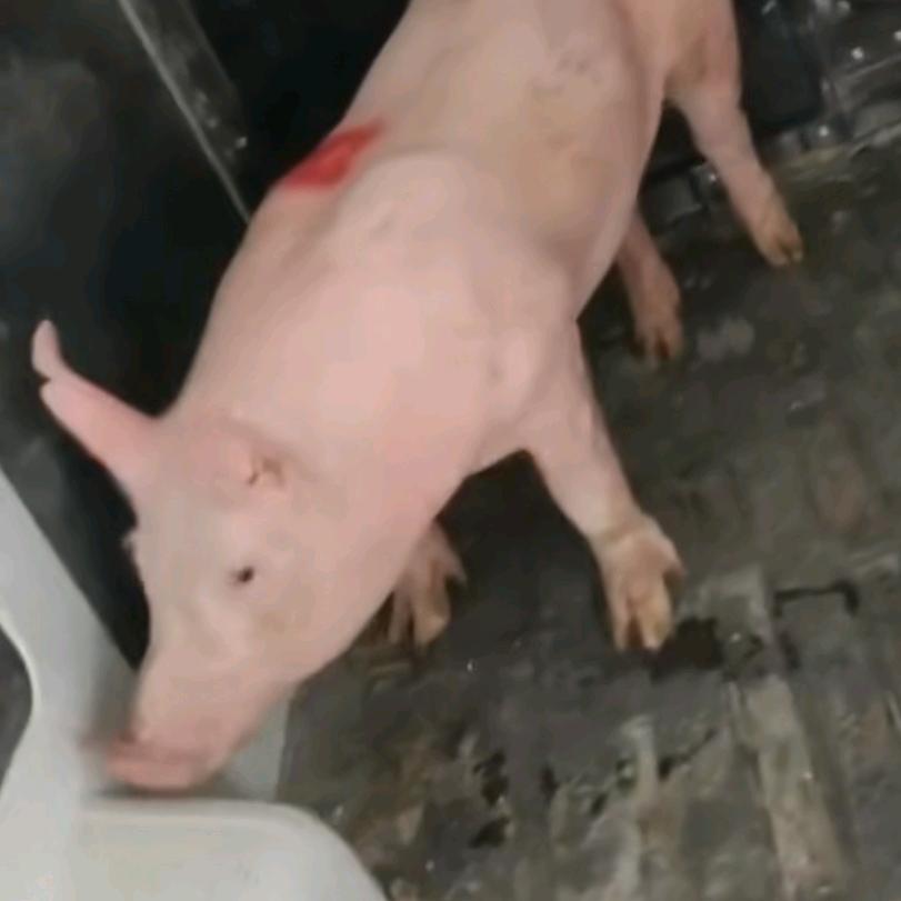三金种猪场🐷