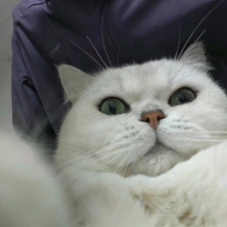 肥肥福