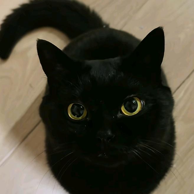 小小cat