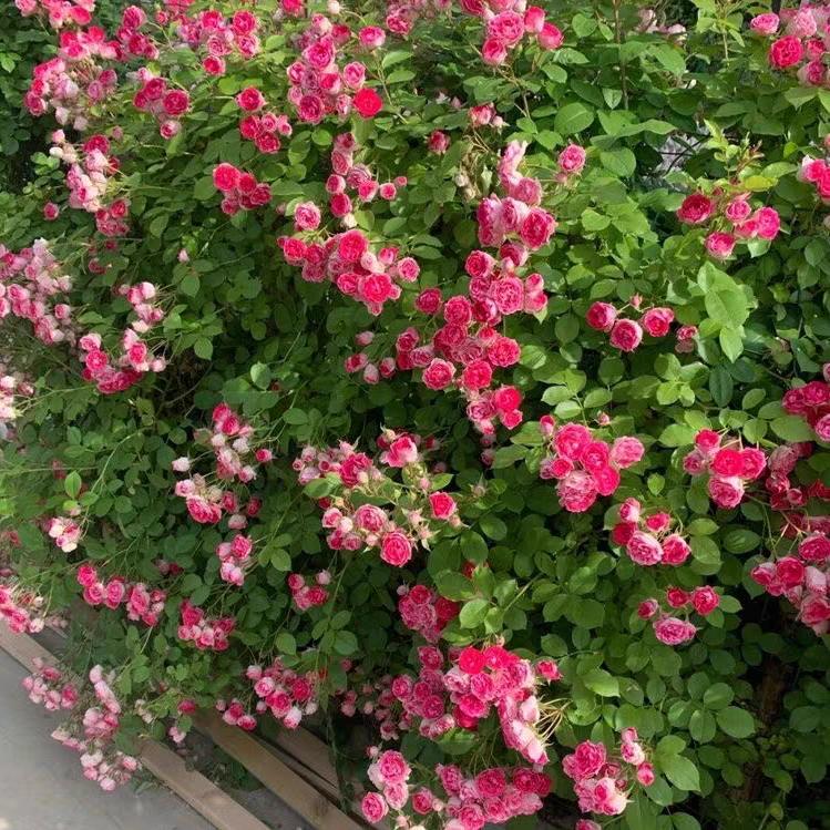 椰箩翔颜果树苗木专卖店