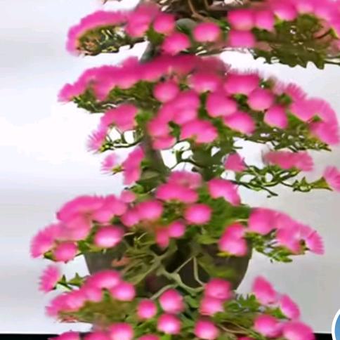 丫头
