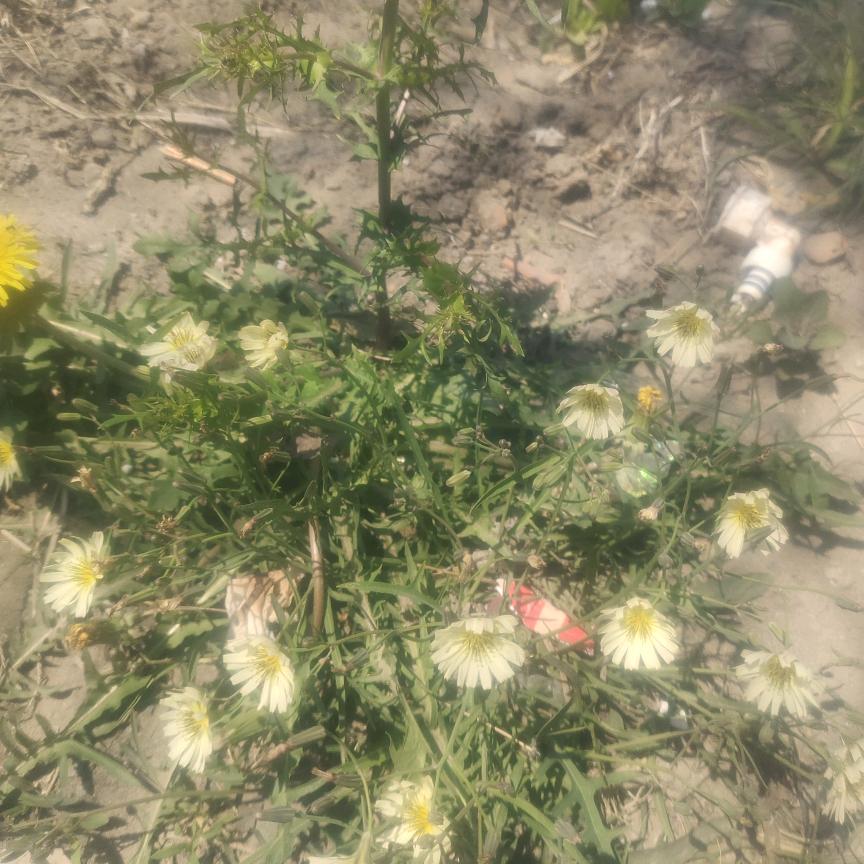 妙苓（栾玉香）