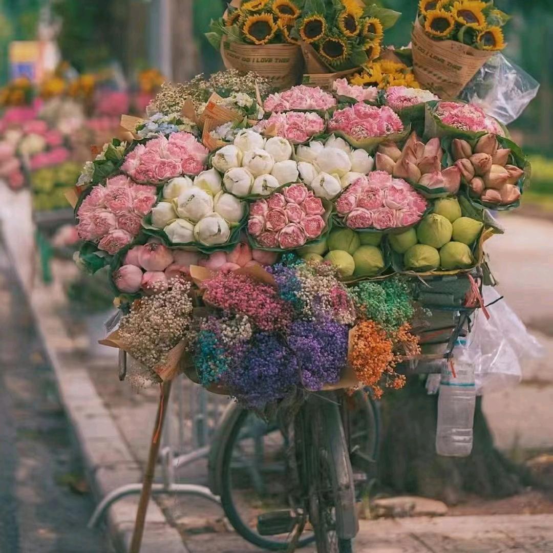 爱上樱花