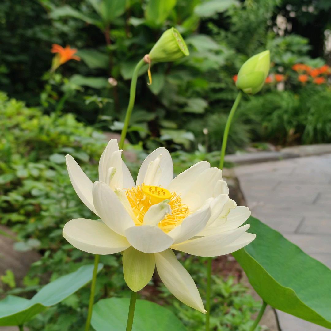 顺然