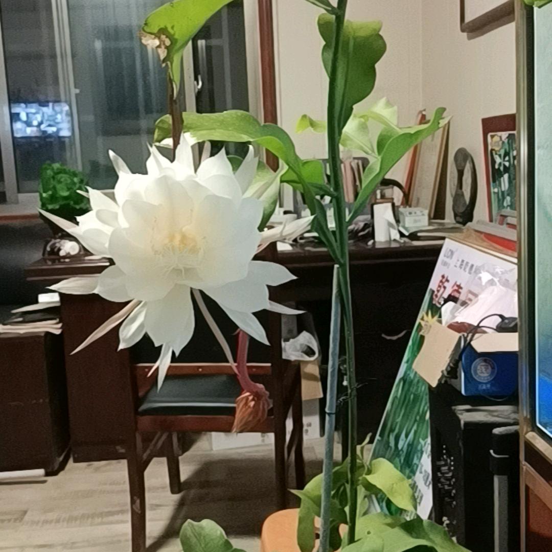 润涵种苗
