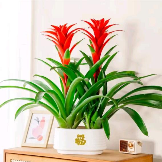 花花家家鸿运当头批发