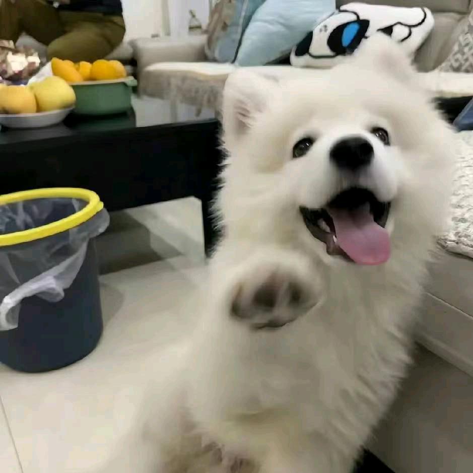 情雅