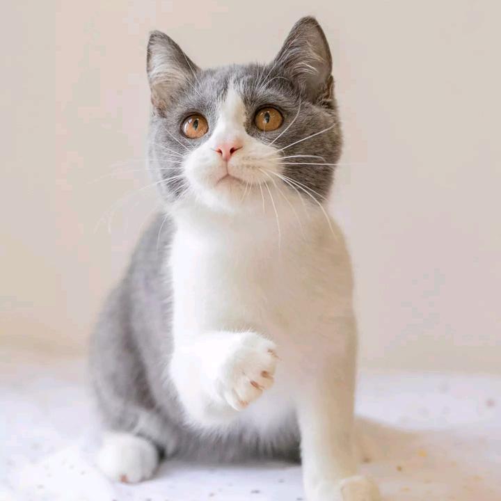 𩜦𡮚𠃍𧘿𧘿𩔸