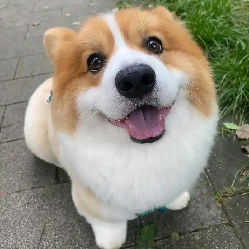 毛孩子用品生活馆2号店