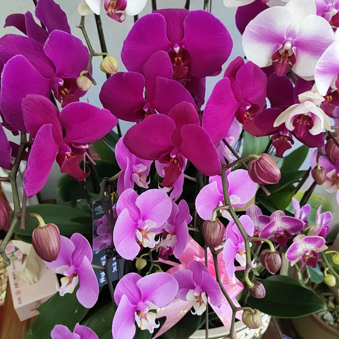 向美女看来（蔡）