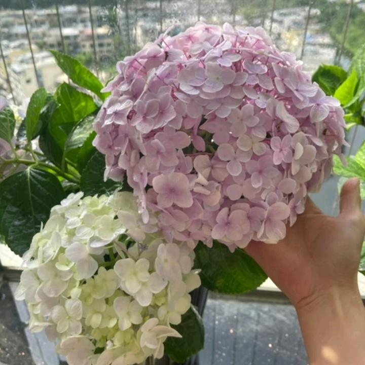 豆丁呀