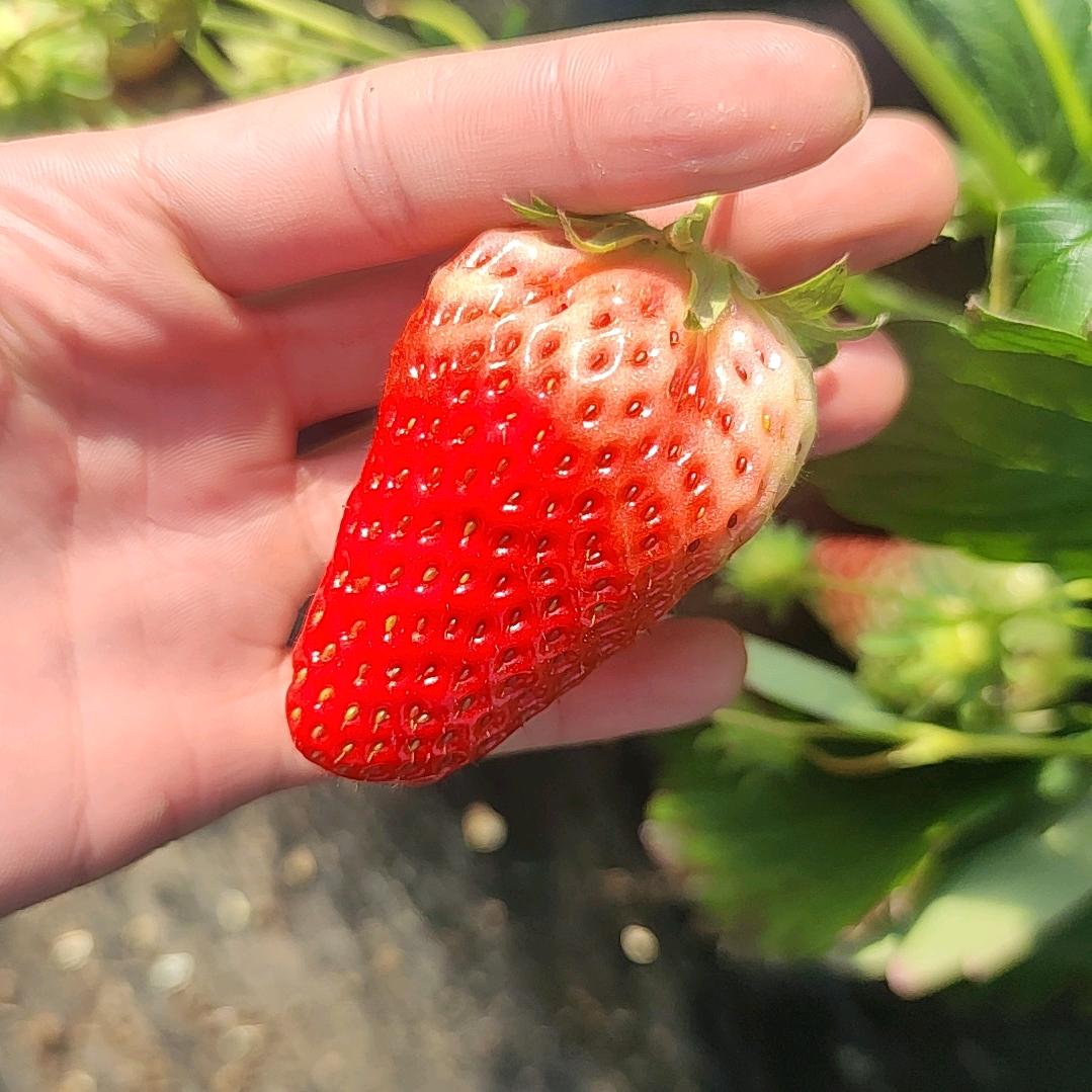 夫永草莓蔬菜采摘园