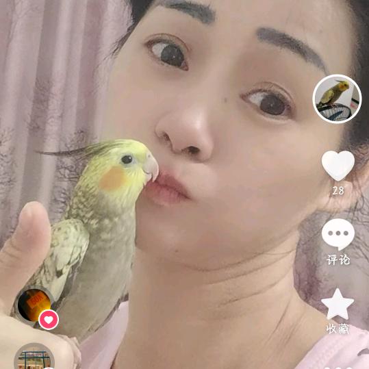 手养鹦鹉