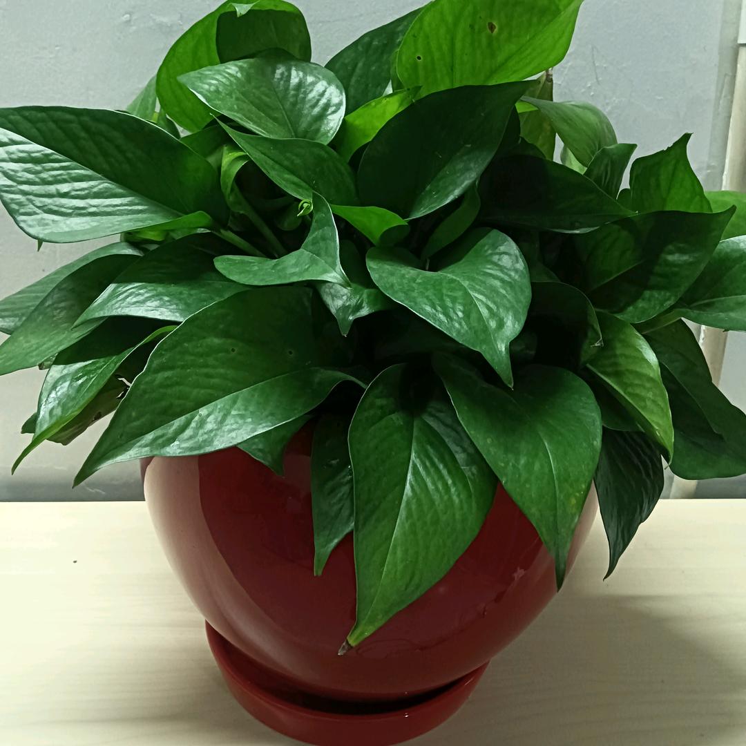 瓯北创新路30号推拿泡脚