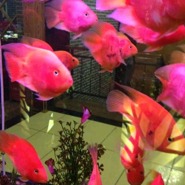 一帆风顺