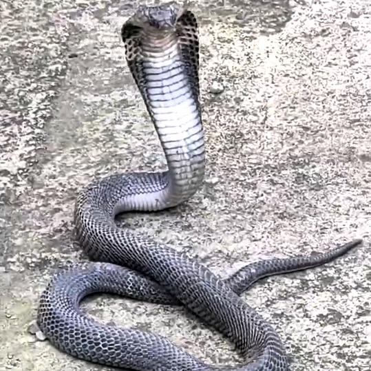 狗哥