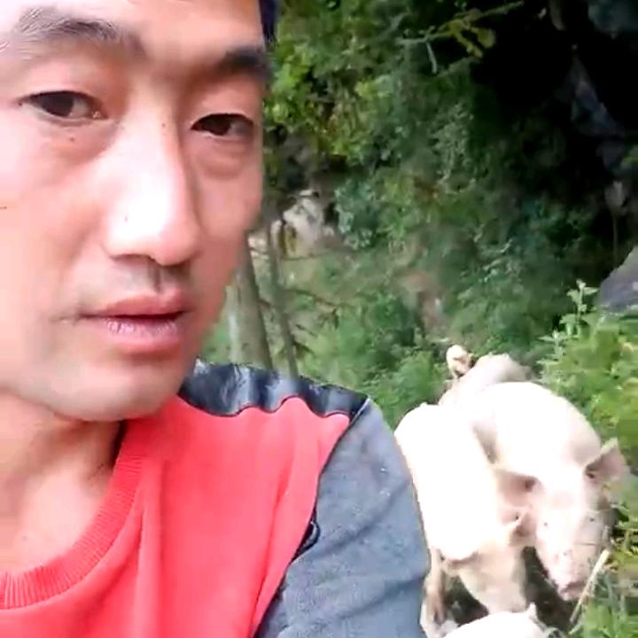 巫溪县尖山农产品自销（主售跑山猪）