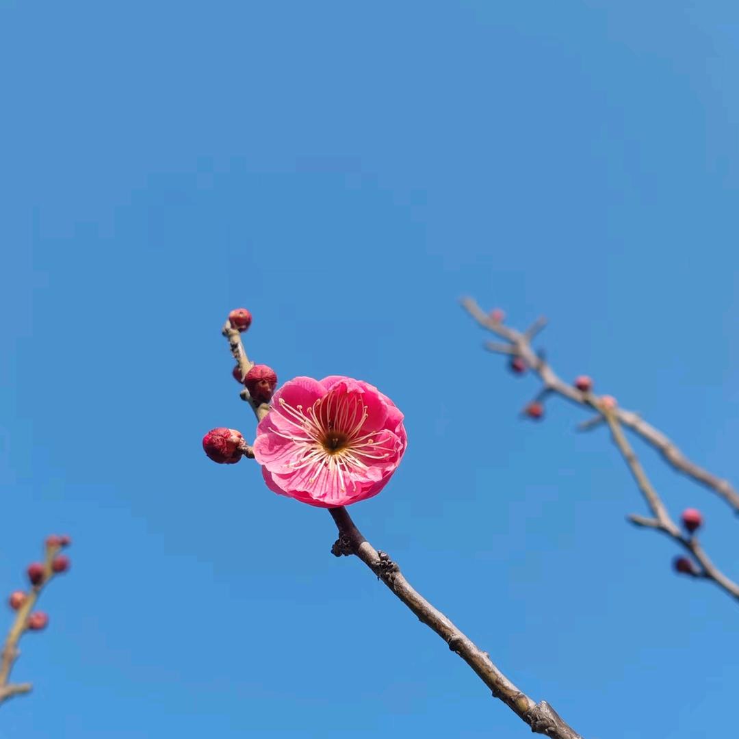 毒蚂蚁