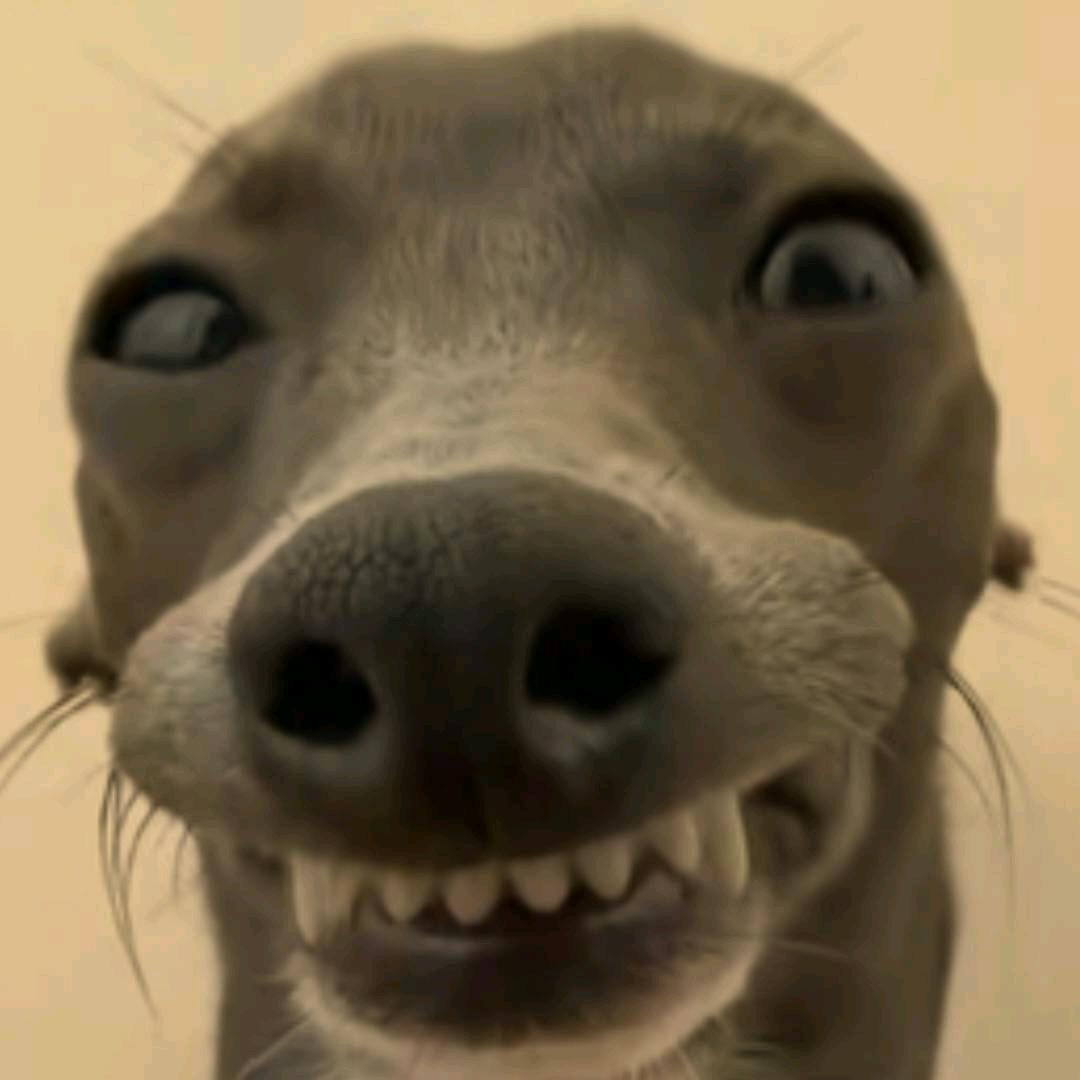 霜忧忧
