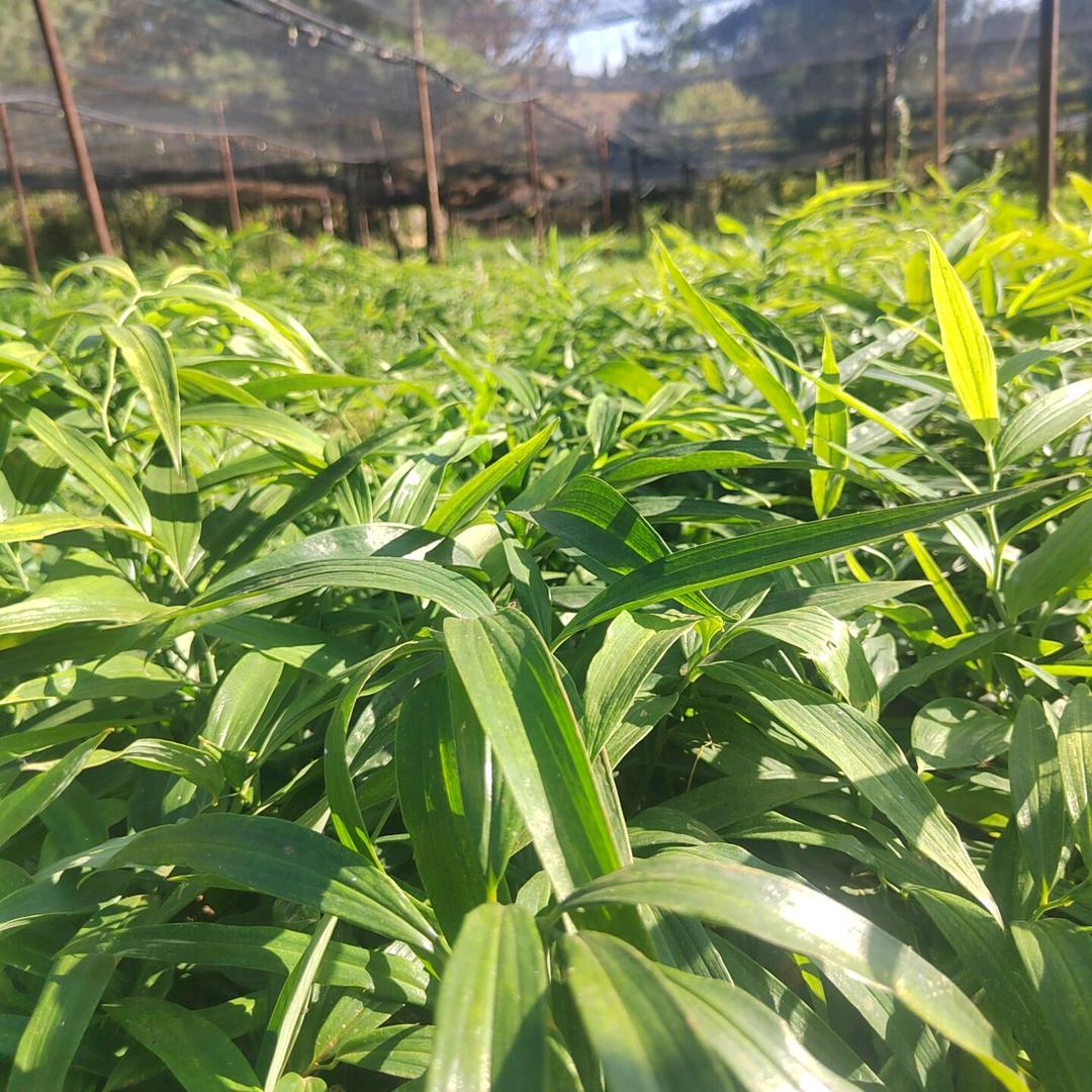 汇丰华农中药材除草