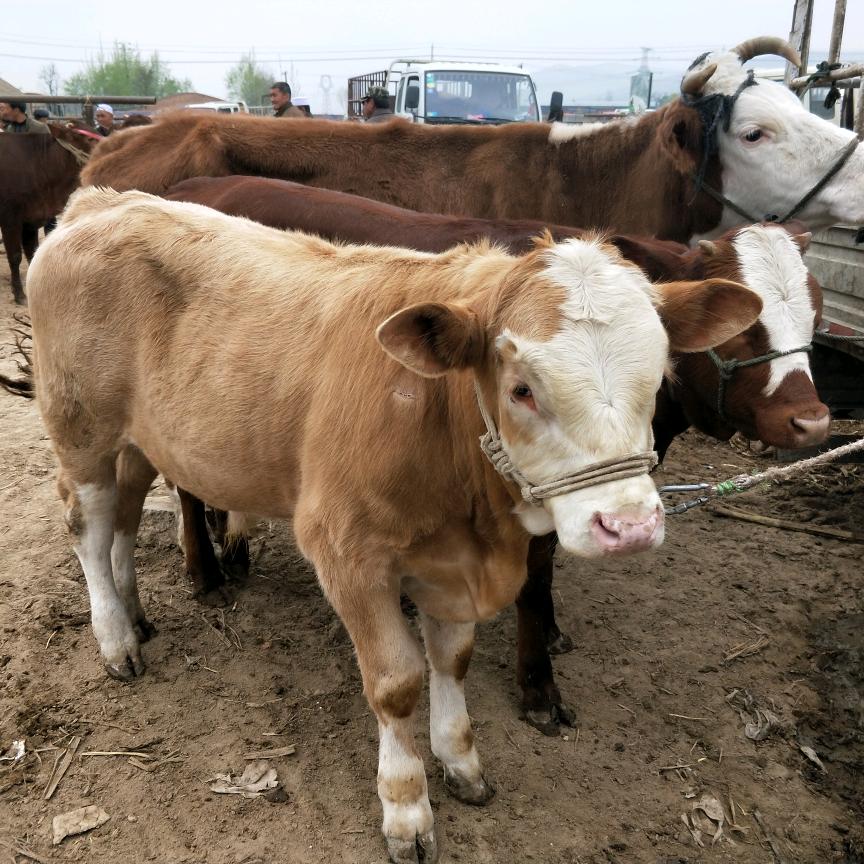 甘肃牛马经济人