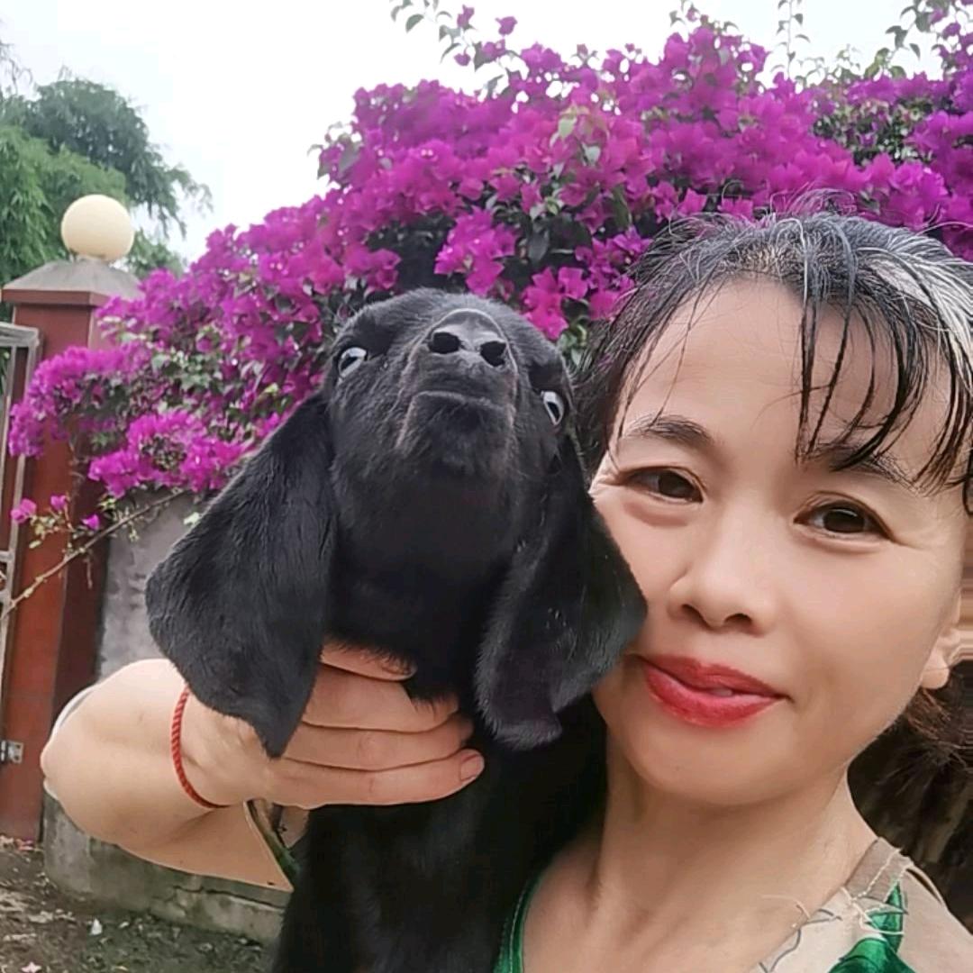 芳姐养羊