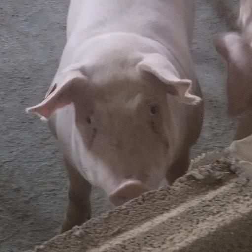 小猪🐷成长日记