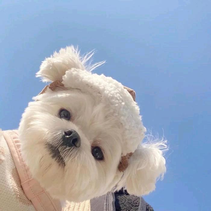 林七柒